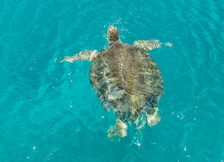 Captain Lushi on a catamaran sailing charter in Antigua